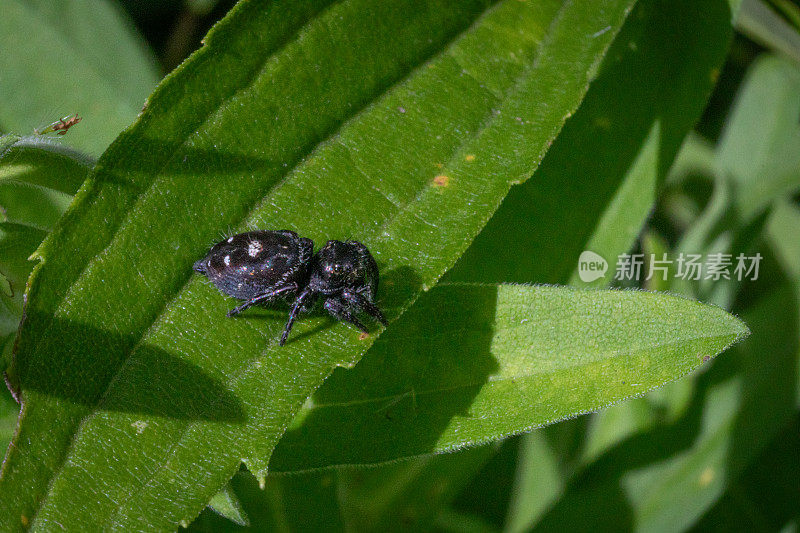 大胆跳蛛，(Phidippus audax)，弹弓跳蛛，蛛形。